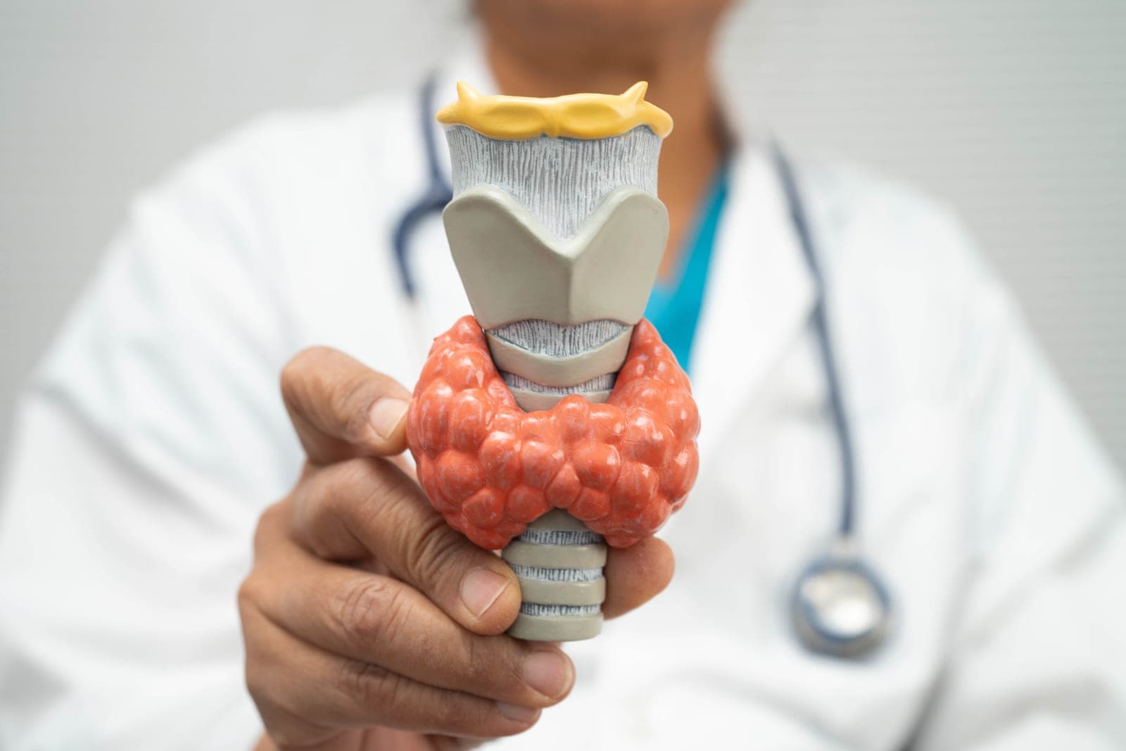 Médico segurando um modelo anatômico da glândula tireoide